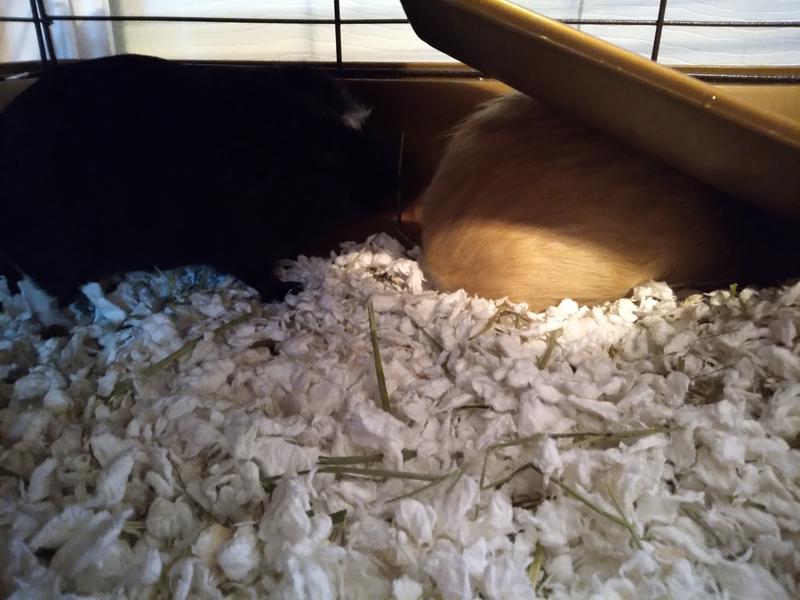 My two shy pigs