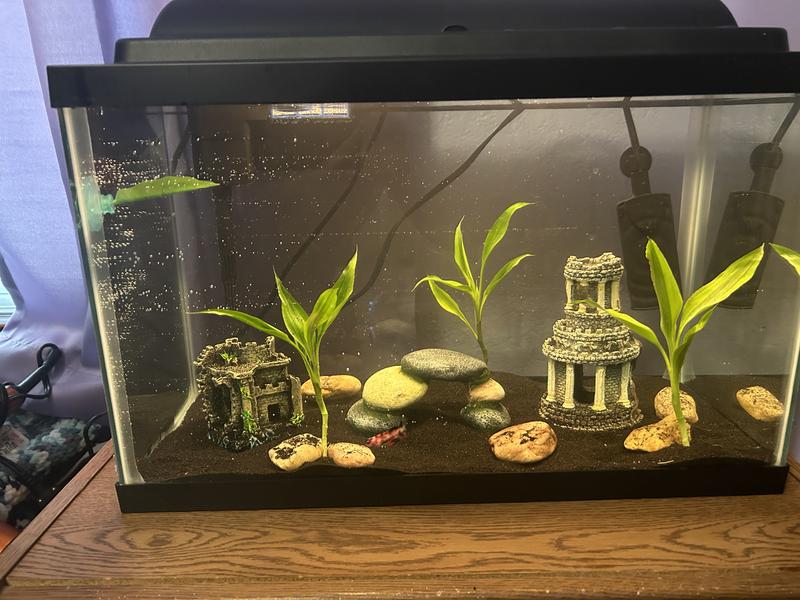 Aqueon Aquarium Kit 10 Gallon Petco