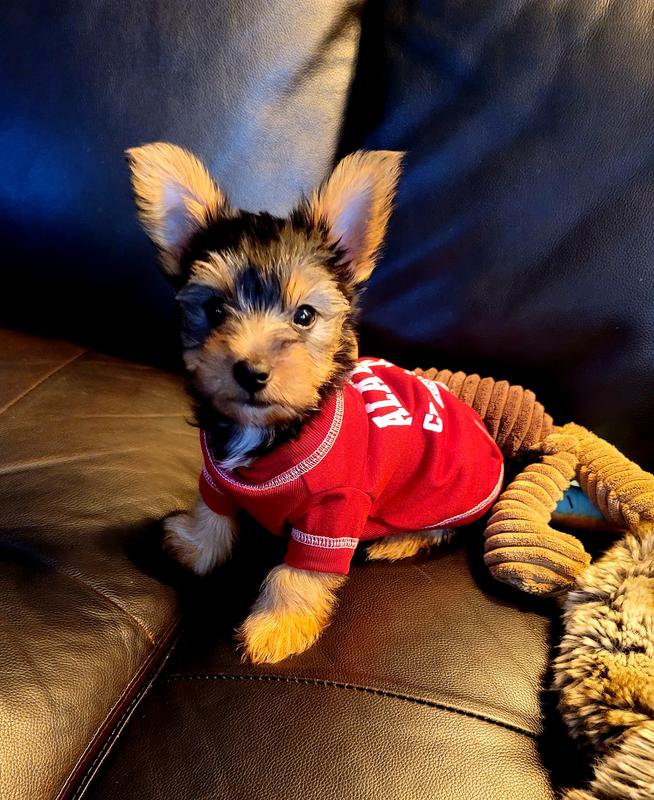 Pets First Auburn University Pet T-shirt