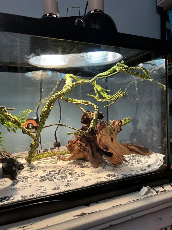 20 Gallon ReptiHabitat™ Bearded Dragon Kit