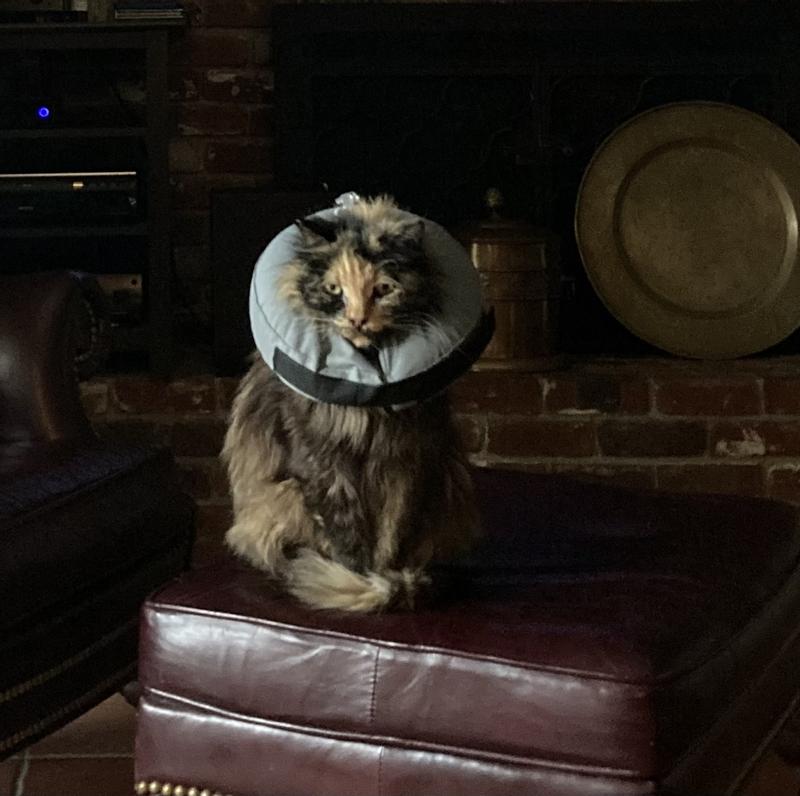 Petco hotsell cat cone