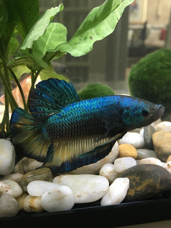 petco king betta