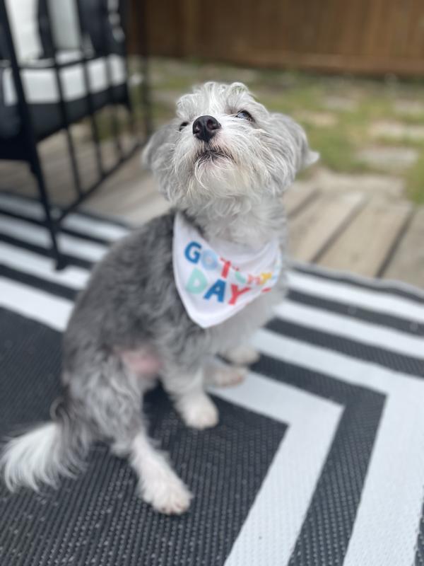 Could he be any cuter?  So glad we adopted this sweet pup !