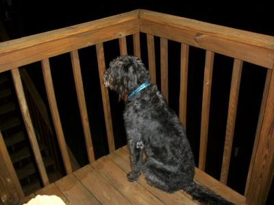 Watching out @ night, collar makes her visible!