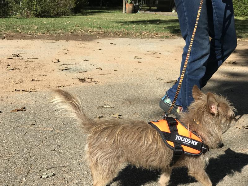 Julius k9 best sale harness orange