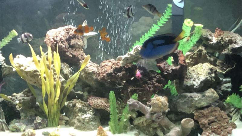 72 gallon bow front