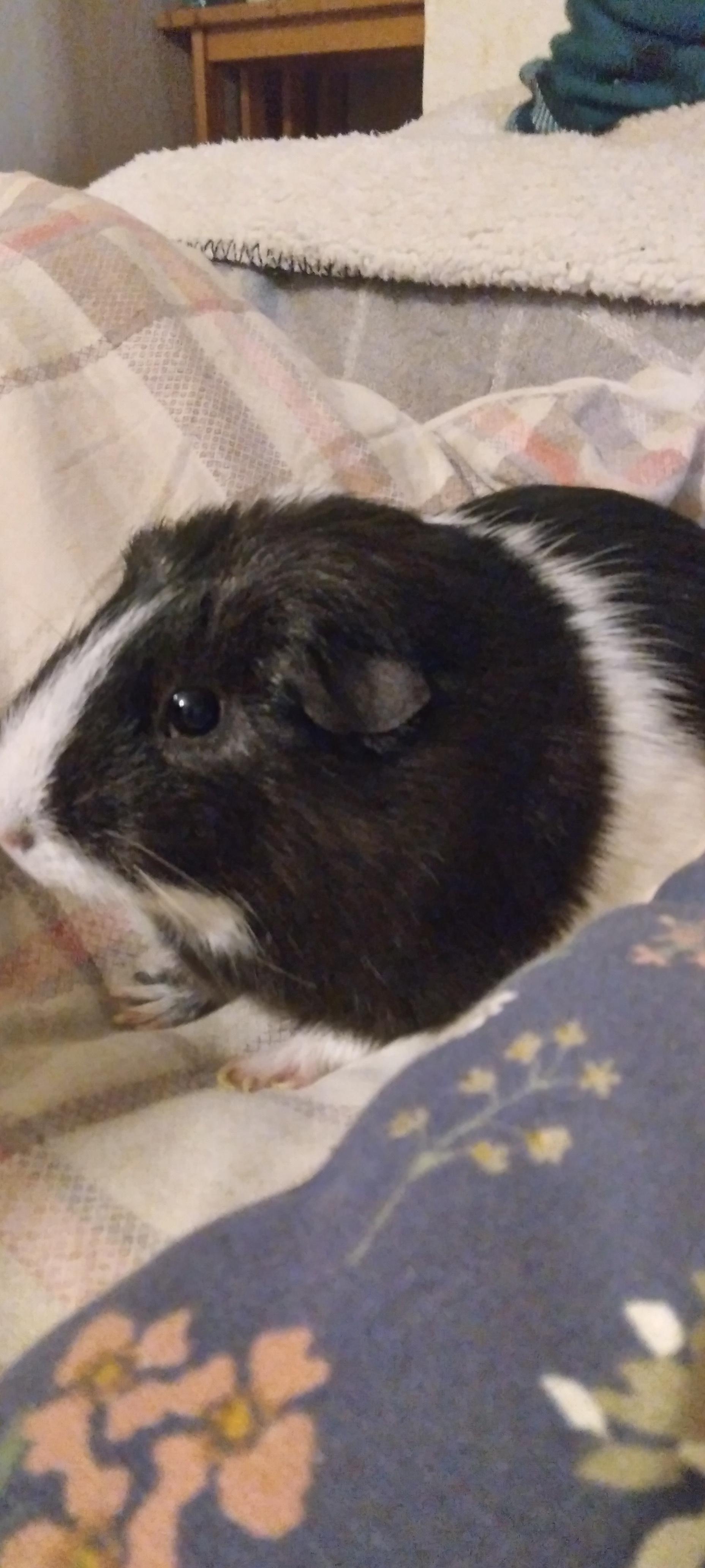 Guinea pig ball petco sale