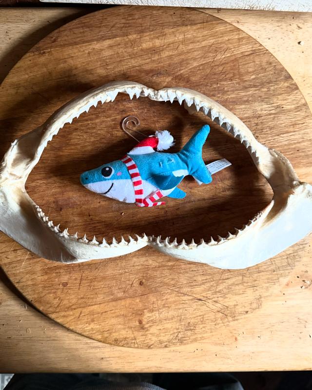 Shark in Jaws!