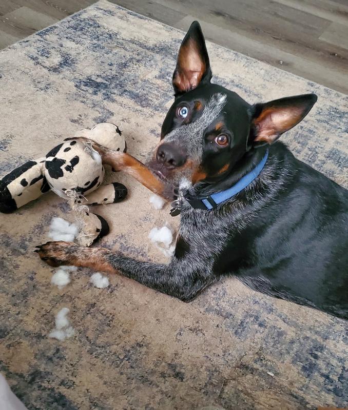 Cattle dog loves the Tough Cow