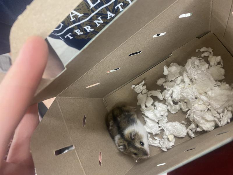 Petco dwarf hamster store price