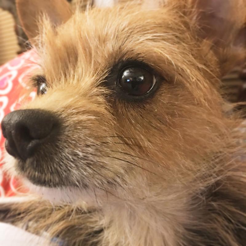 Rosie and her crazy hair