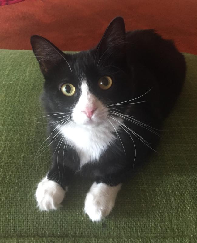Katie cat