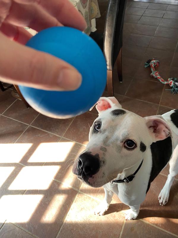 Approved by Mom, ready for the good boi.