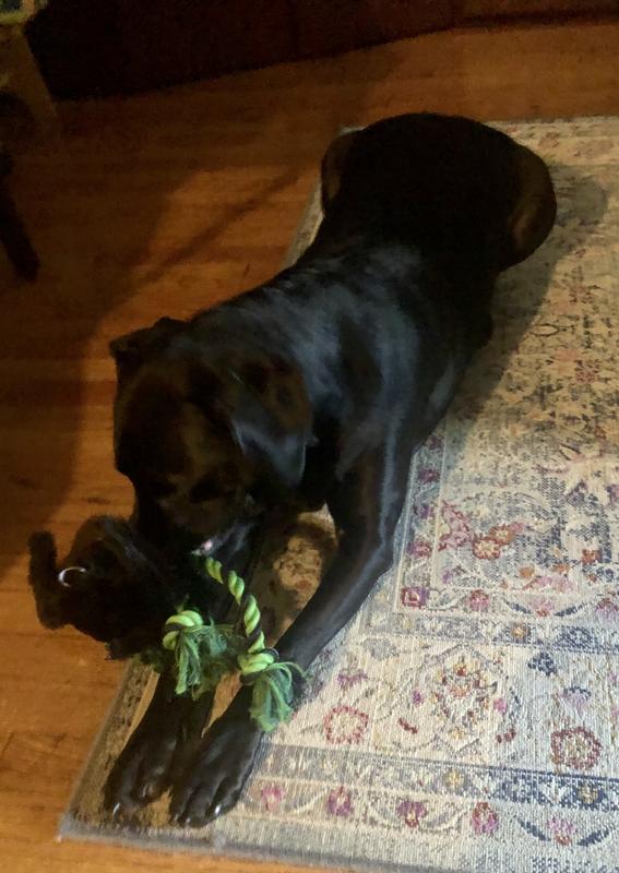 Tail wag approved