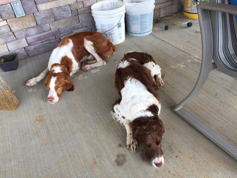 Hickory & Eli