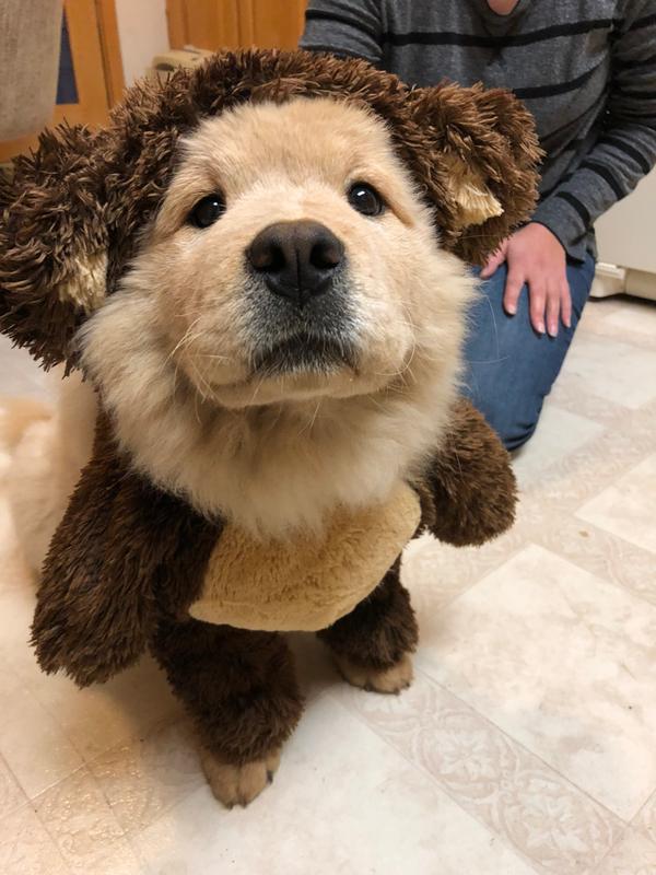 dog in teddy bear suit