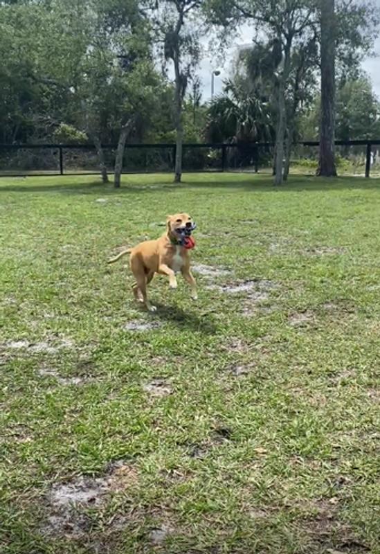 Molly on the Run.