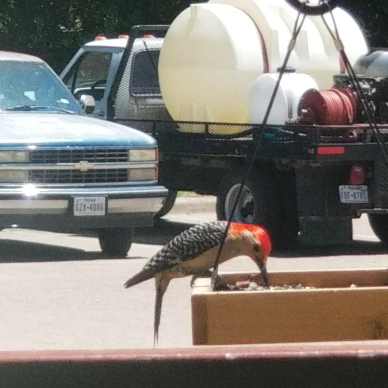 1 of my Woodpeckers....