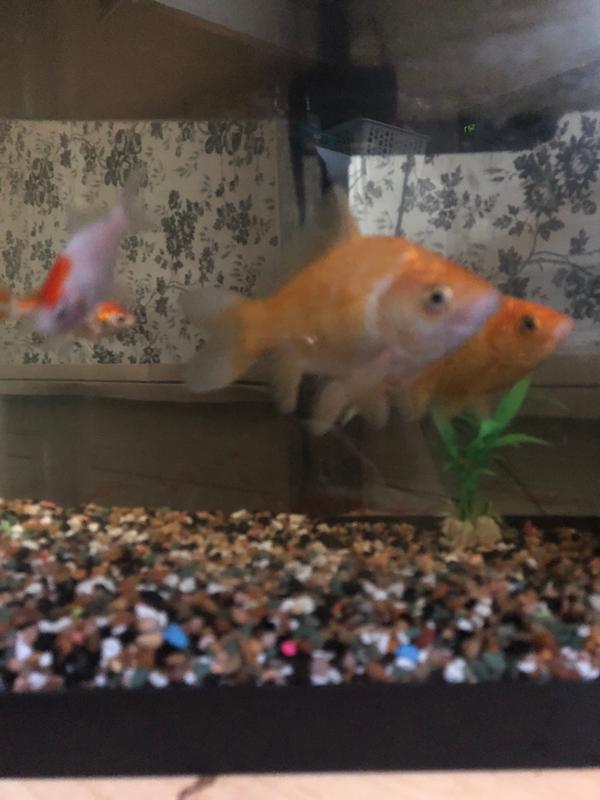 My goldfish’s