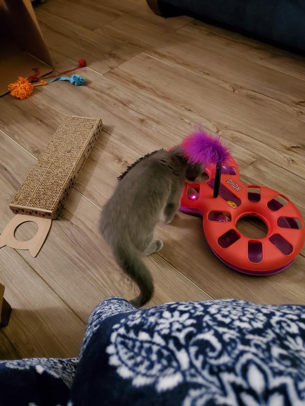 KONG Figure Eight Catnip Rattle Track Toy from Petco