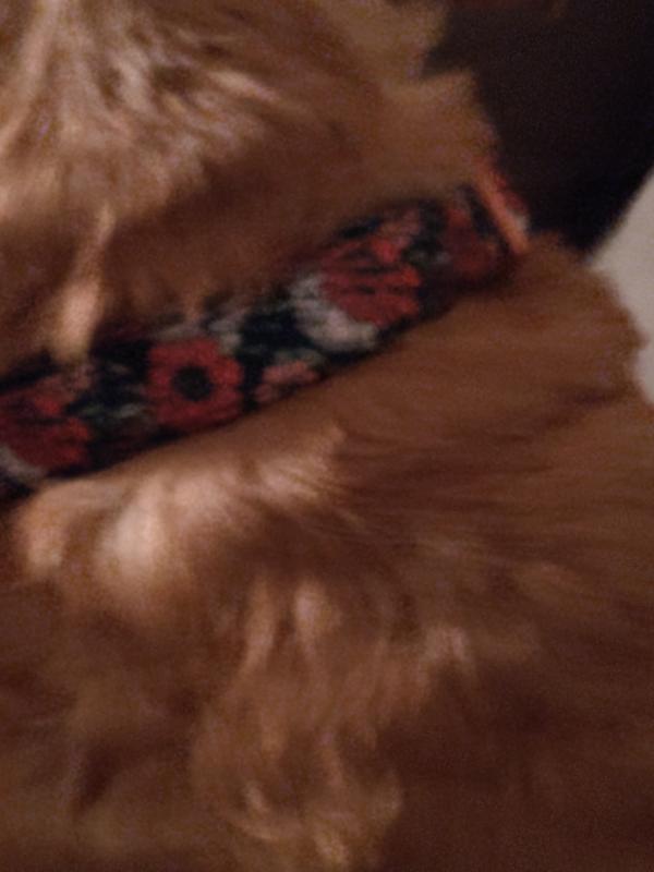 Lucky Love Dog Collars  Vivid Floral Dog Collar - Girl Dog Collar for –  PETOLY