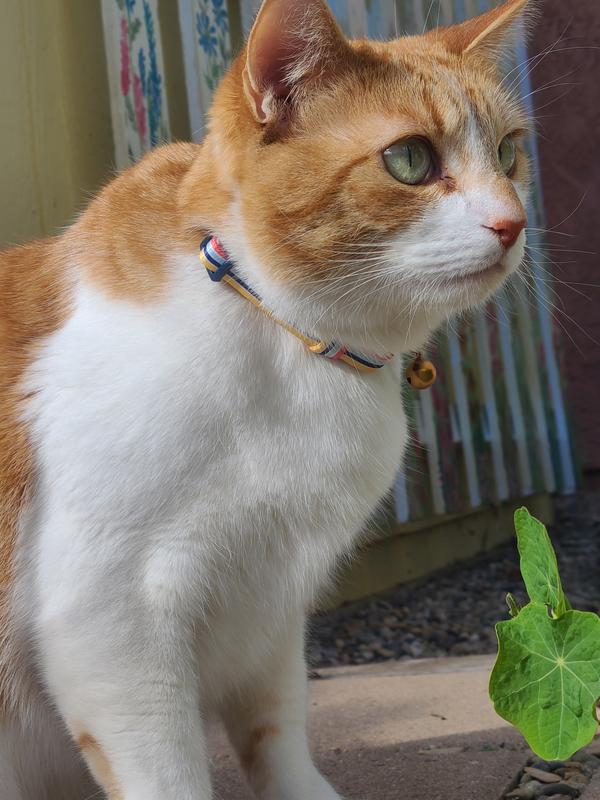 Guapo enjoys the outside, but can go out only when he has his collar on.