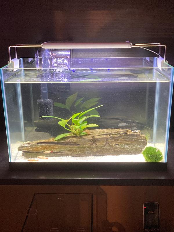 rimless aquarium kit