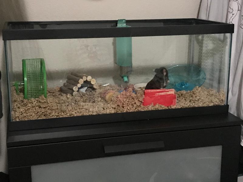 guinea pig aquarium cage