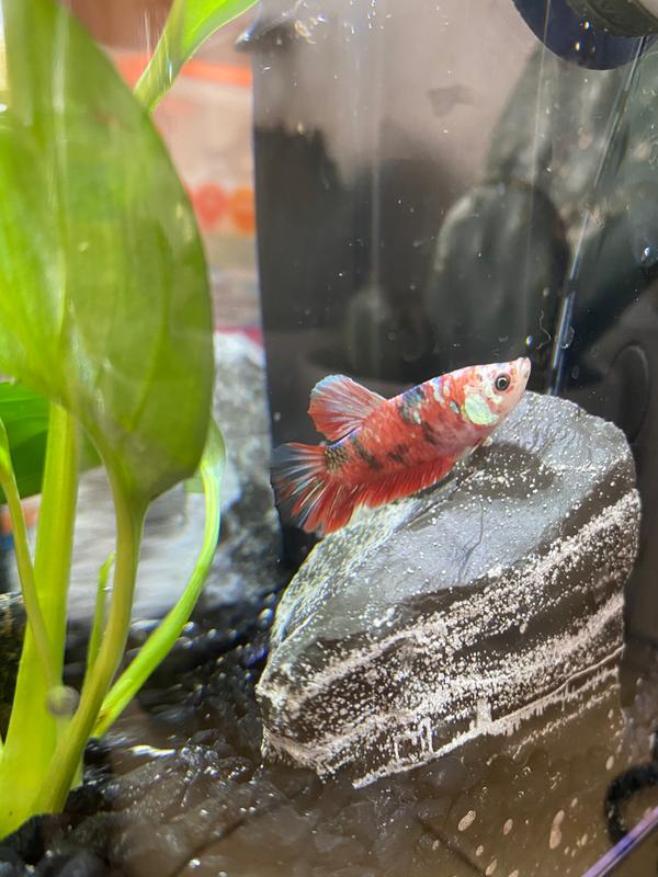 petco koi betta