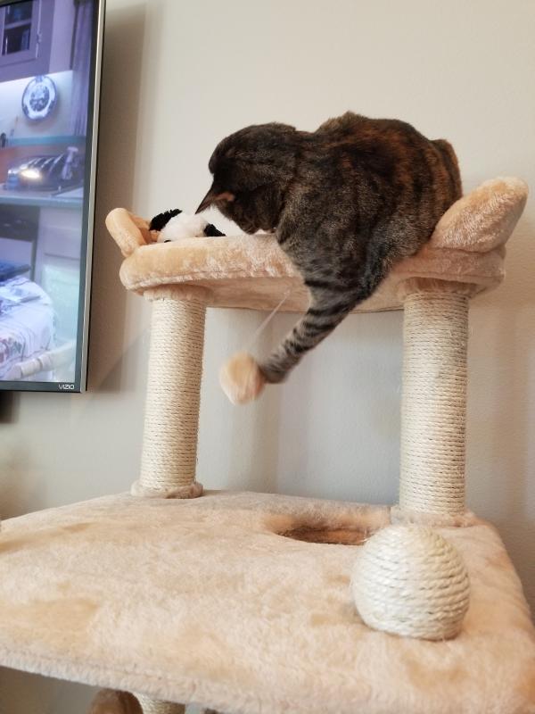 trixie belinda cat tree