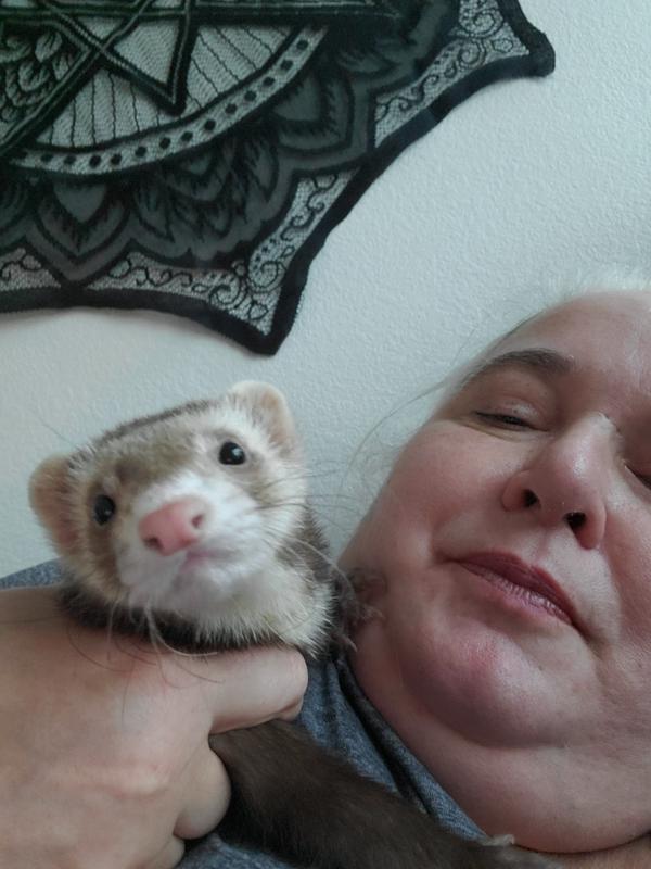 Ferrets near store me for sale