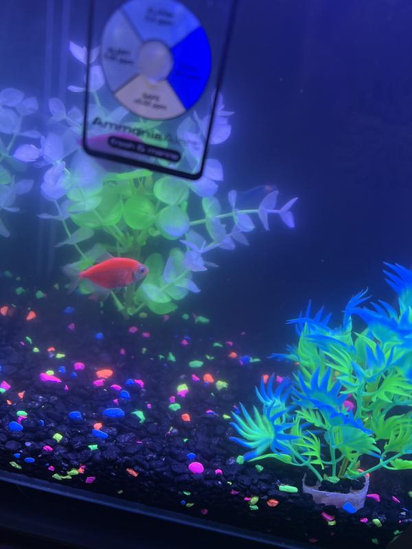 GloFish 10g LED Aquarium Kit – Petsense