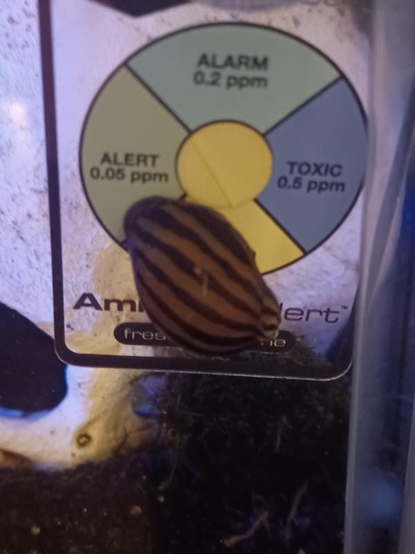 Nerite Snail For Sale Petco