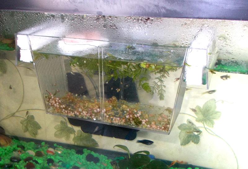 Imagitarium Isolation Breeder Fish Tank 8.4 L X 3.7 H X 3.7 Diameter Petco