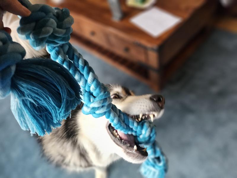 This knot looks like a good chew
