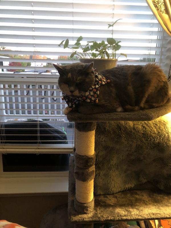 Purrfect love