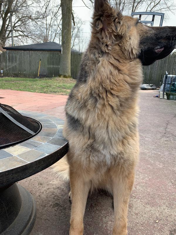 Well & Good Dog Shampoo & Conditioner, 16 fl. oz. Petco