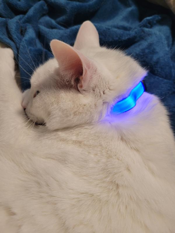 YOULY Blue LED Cat Collar