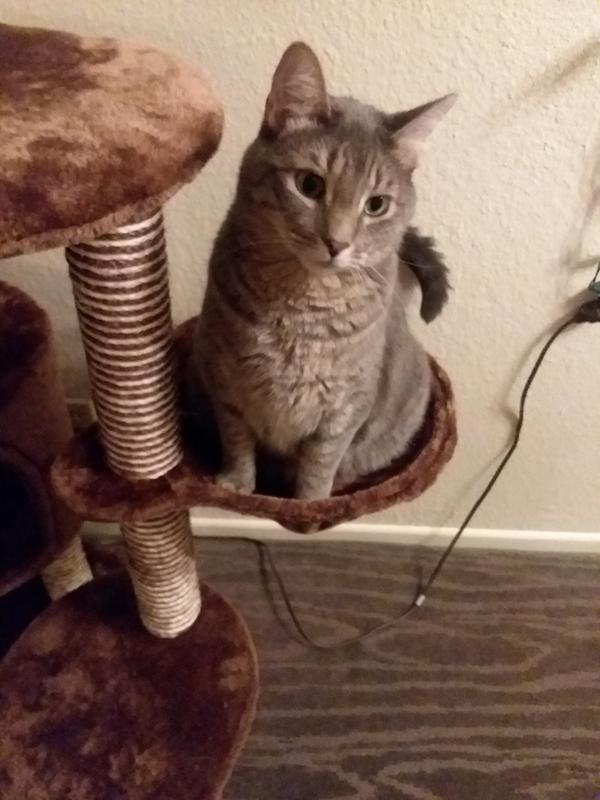 Medium to large cats are not comfortable
