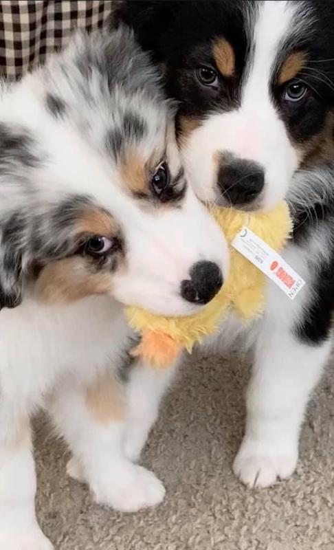 petco purina pro plan sport