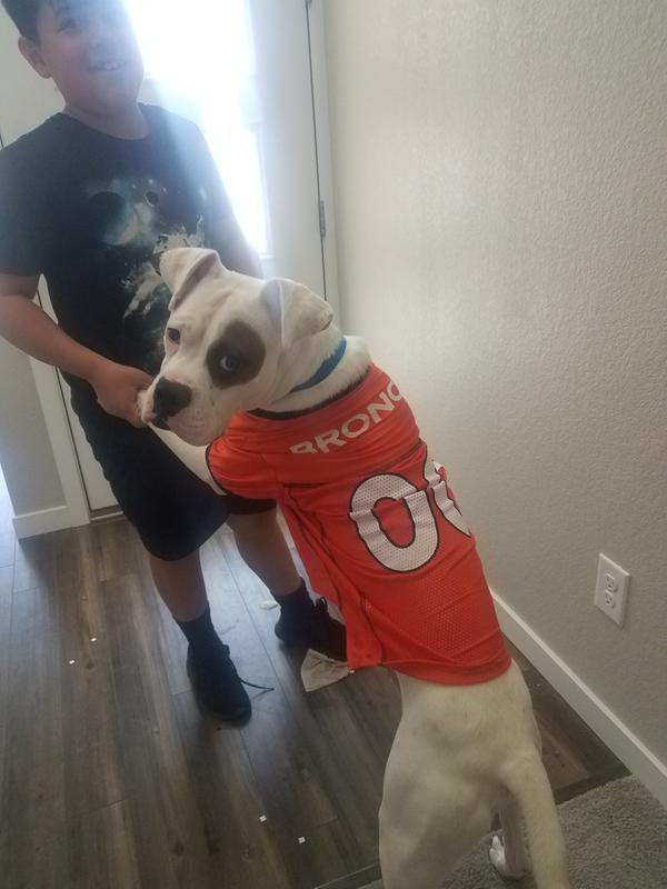 broncos dog jersey