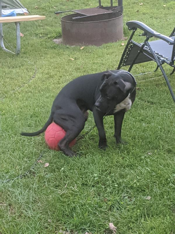 jolly soccer ball petco