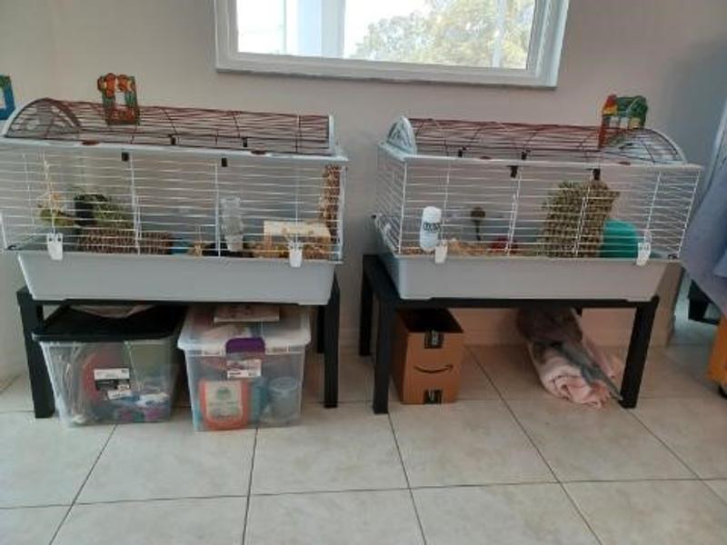 Living World Cage équipée pour rat