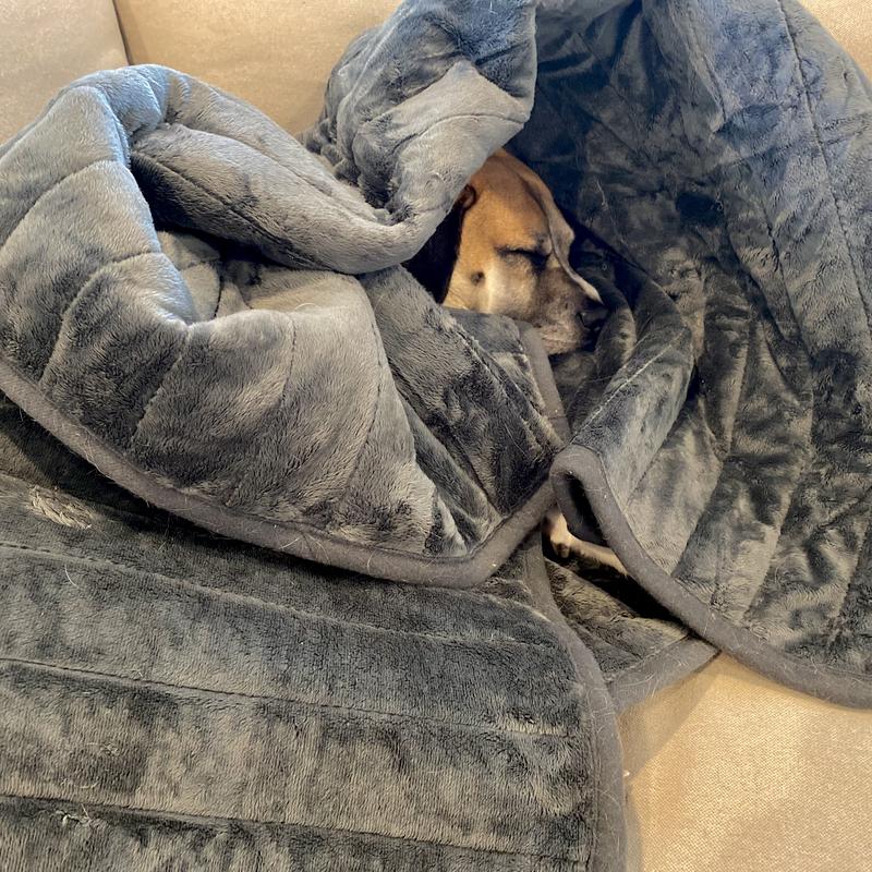 Are Weighted Blankets Safe For Dogs?