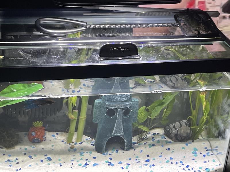 My new tank