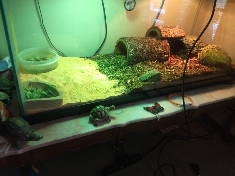 My Russian tortoise tranium