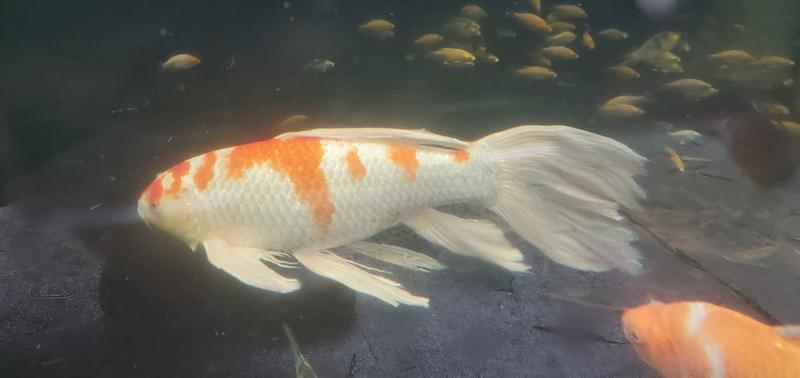 Drs. Foster Smith Koi Goldfish Growth Food 20 lbs from Petco