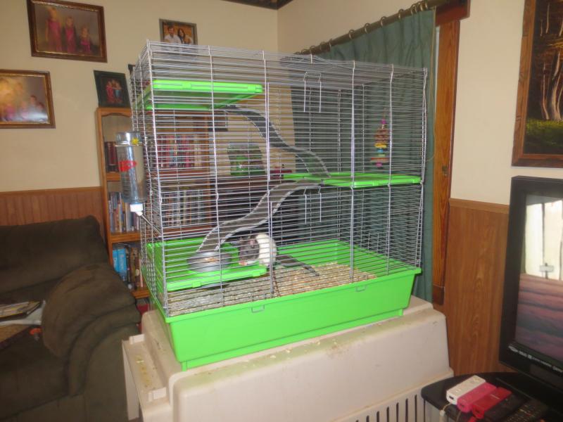 Ash loves her new cage!