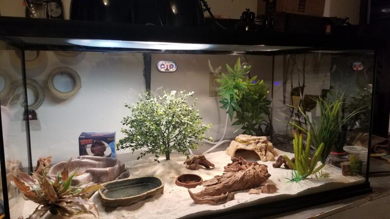 zoo med bearded dragon kit 40 gallon