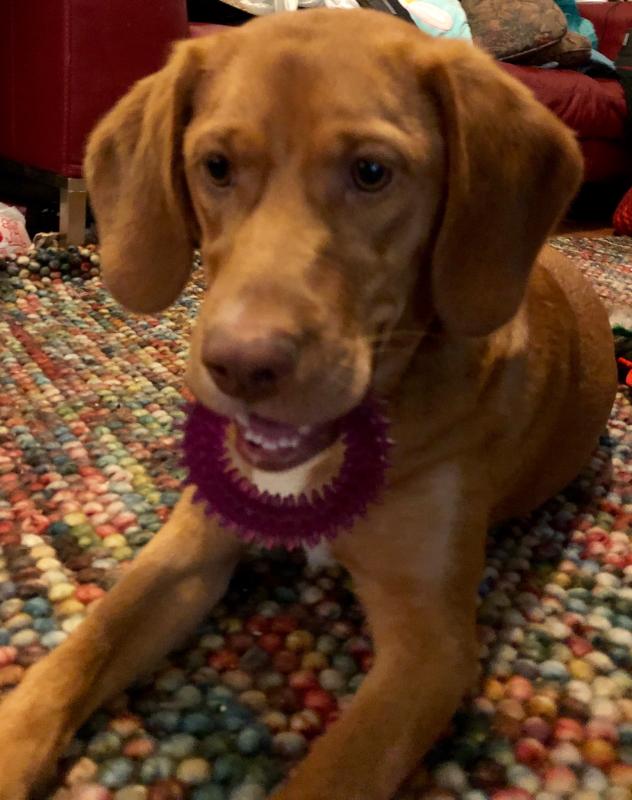 One of her favorite toys..she’s spoiled